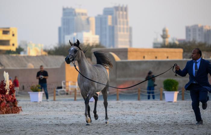 اخبار الرياضة اليوم : «الأريام حربا» تتألق في دولية الفجيرة للخيل العربي