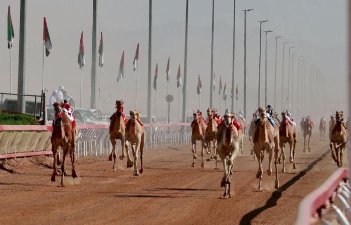 اخبار الرياضة اليوم : مهرجان محمد بن زايد لسباقات الهجن ينطلق الأربعاء