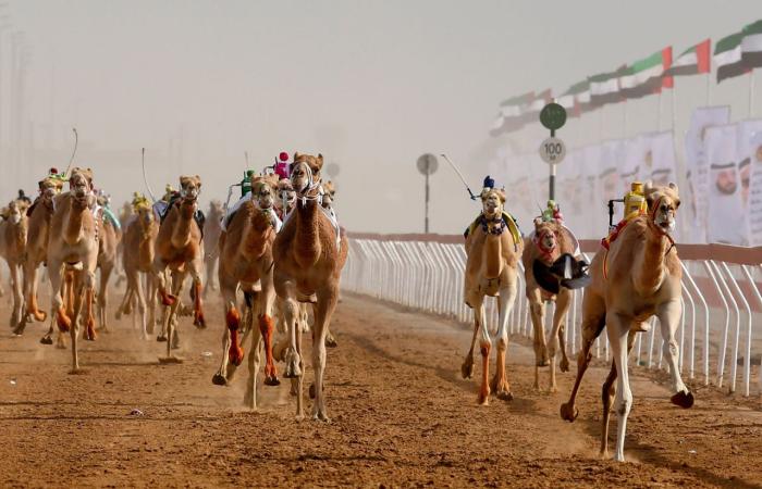 اخبار الرياضة اليوم : النسخة الـ14 لمهرجان محمد بن زايد للهجن تنطلق الأربعاء