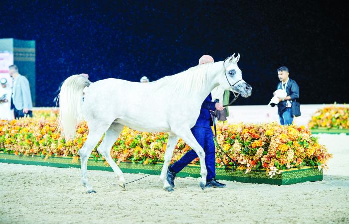 اخبار الرياضة اليوم : تدشين مميز لبطولة عجمان لجمال الخيل العربية