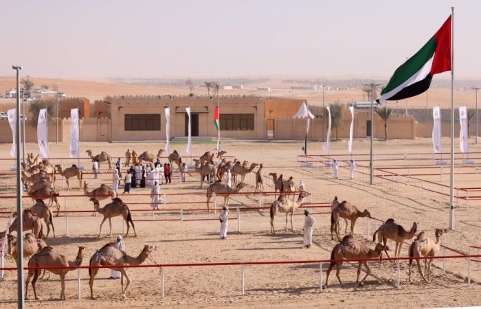 اخبار الرياضة اليوم : المحطة الختامية لمهرجان الظفرة تنطلق السبت