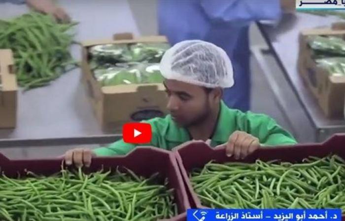 رياضة : أستاذ زراعة: الدولة صارت في طريق منظم لتحديث وتنظيم العمليات الزراعية