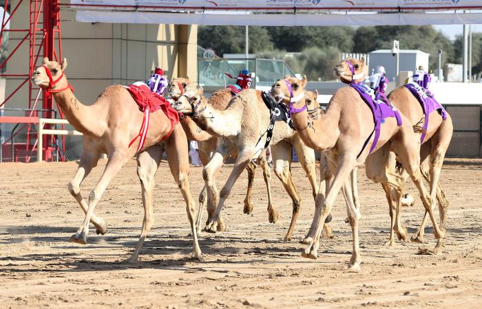 اخبار الرياضة اليوم : هجن الشيوخ تبدع في منافسات الإيذاع بمهرجان ولي عهد دبي للهجن