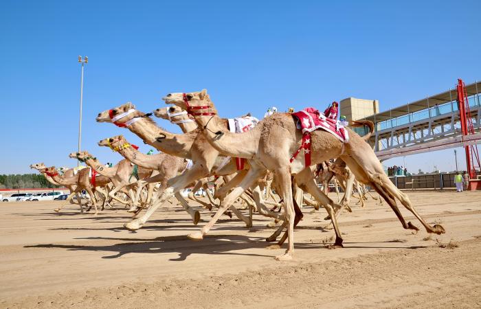 اخبار الرياضة اليوم : شعار الشقي يحصد كأس وبندقية اللقايا