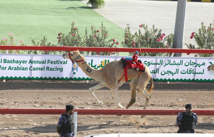 اخبار الرياضة اليوم : هجن الرئاسة تحصد سيف البشاير الذهبي في عُمان